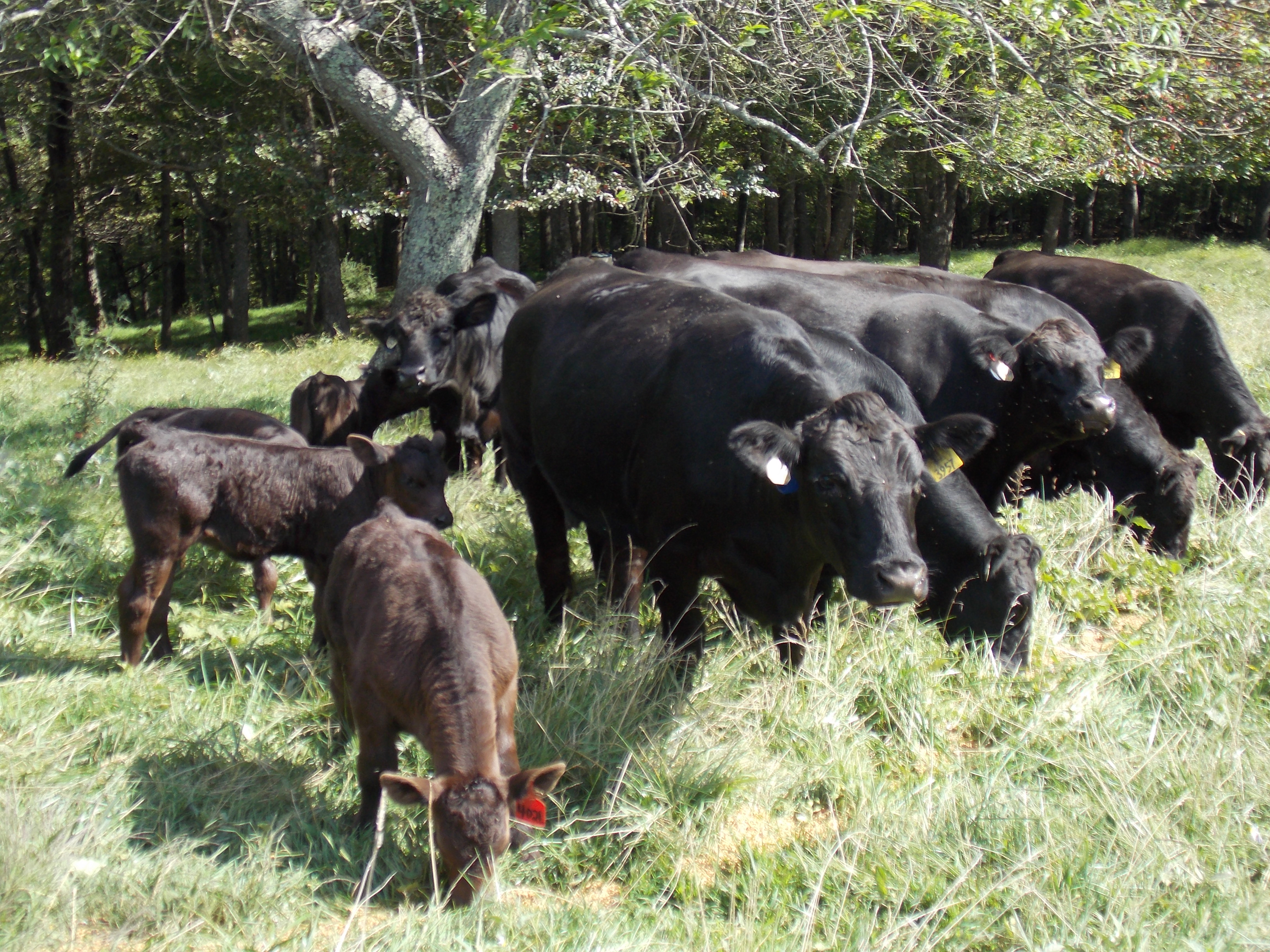 Beef cow calf pairs grazing near woodlot